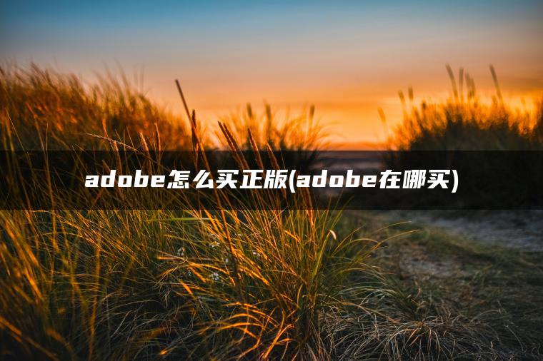 adobe怎么买正版(adobe在哪买)